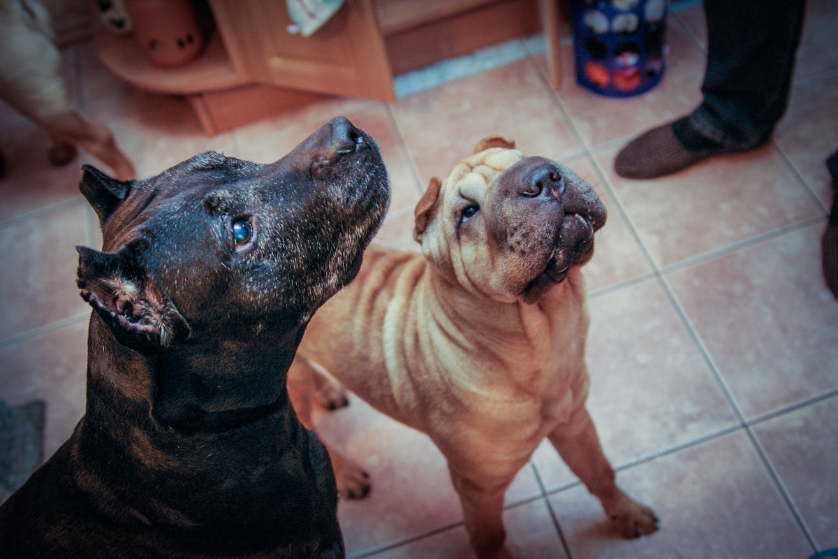 12 октября 2008 года. Вместе просят вкусняшек