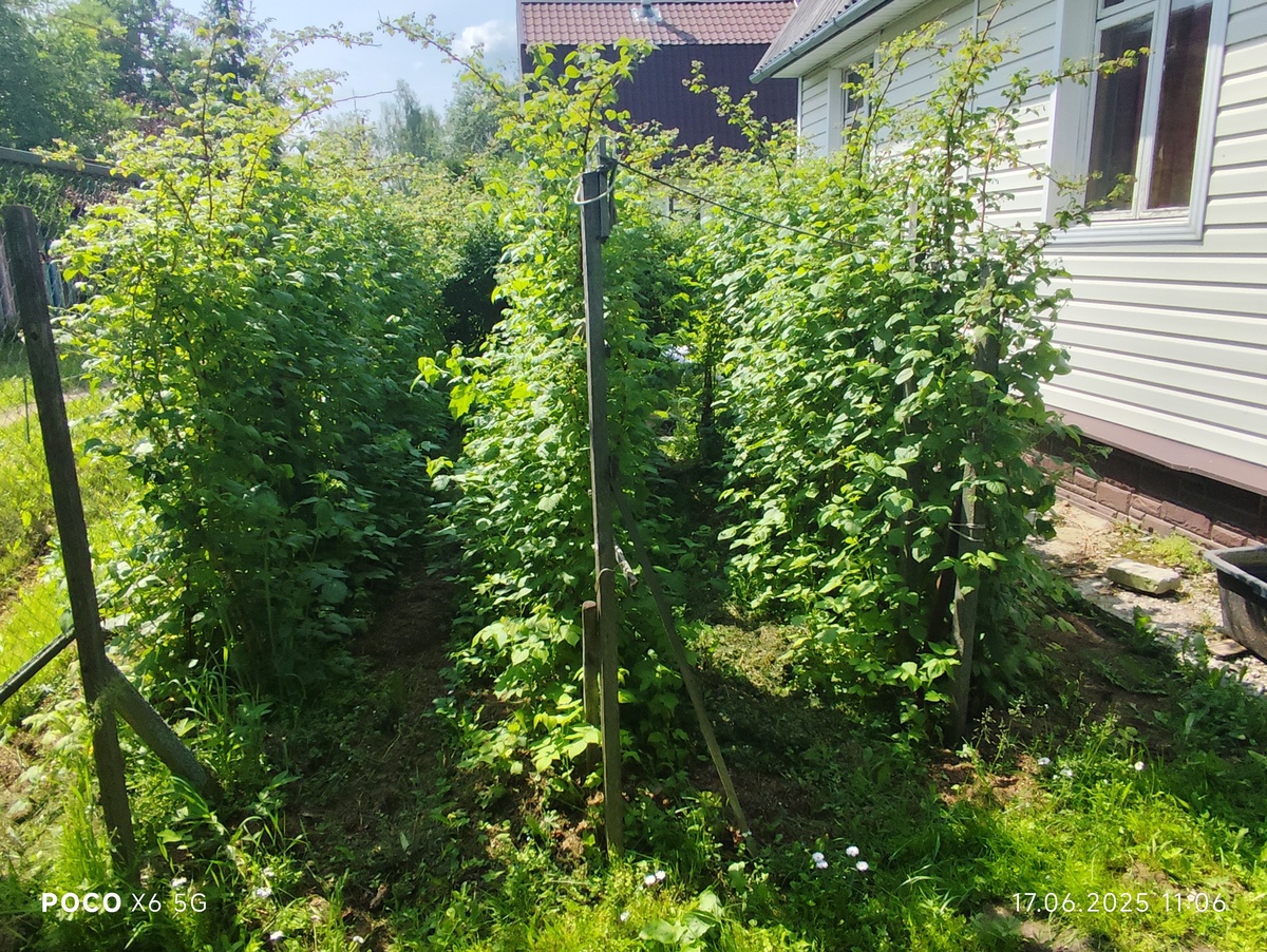 В этом году всё на неделю позже. 