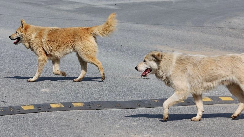   Фото: Андрей Ткачев/«Ямал-Медиа»