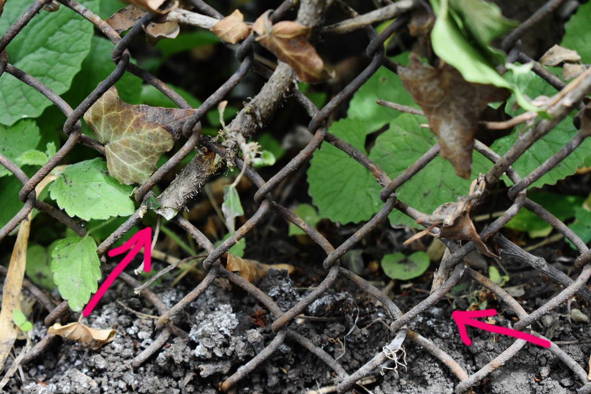 Кроту не понравился плющ, и он откусил все стебли в зоне метра. Корни тоже перегрыз.