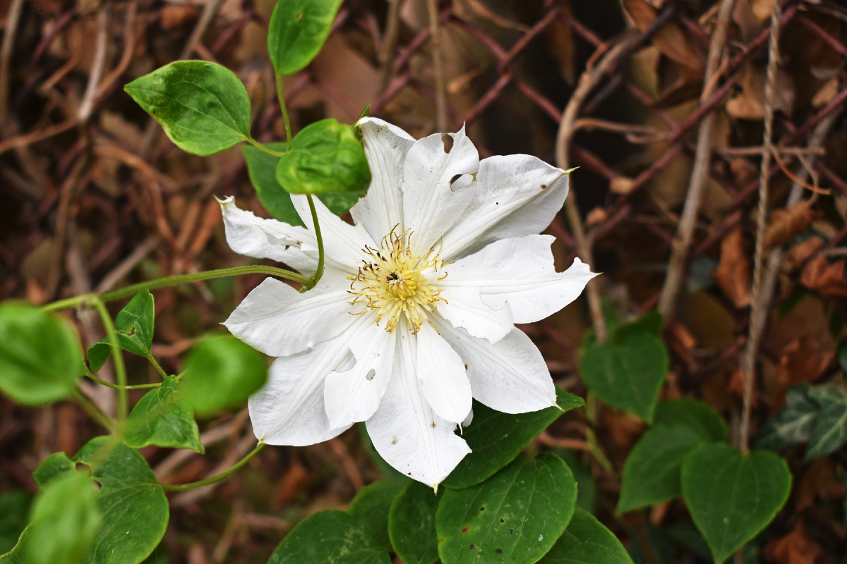 Клематис "Исаго", который спасся от крота. Но до него добрались кузнечики. Их в этом году много. Жрут все, что попадается на пути.