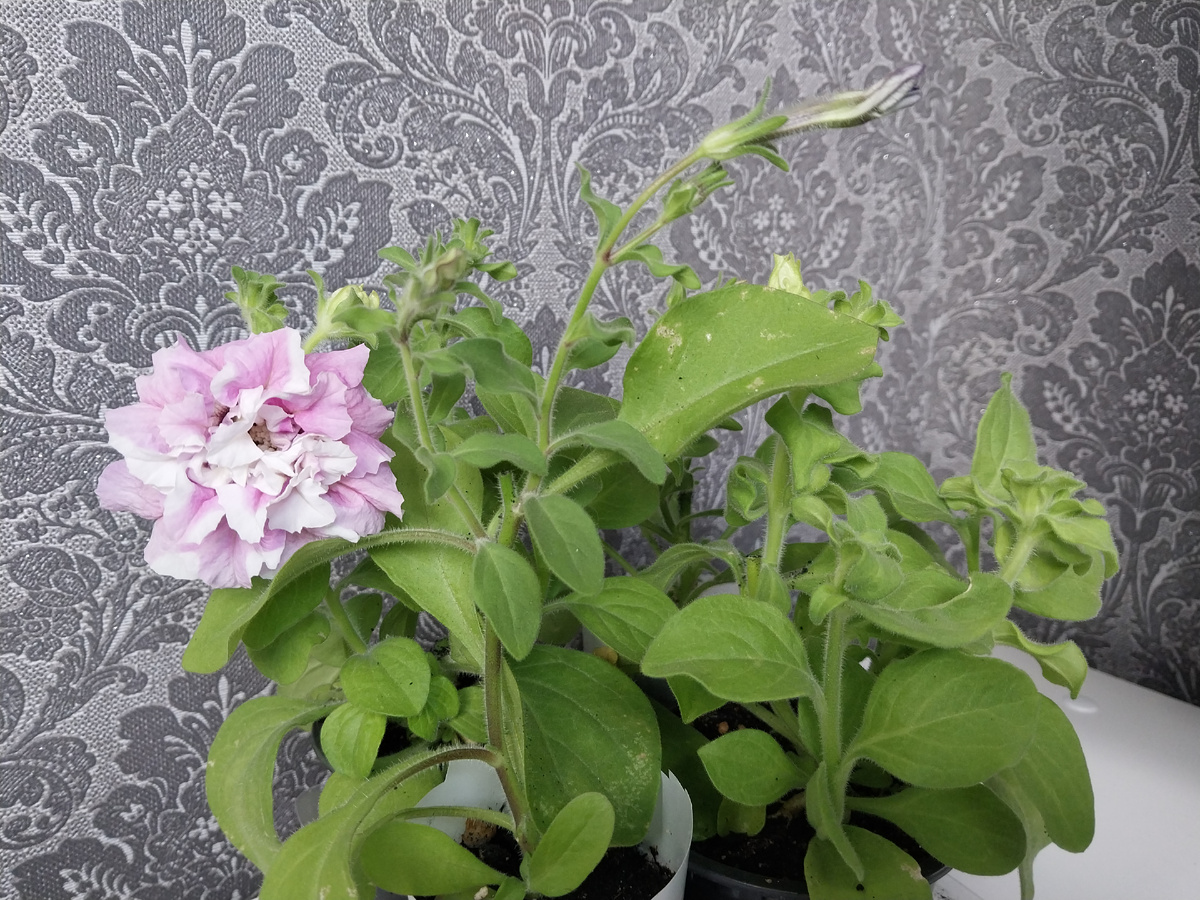 Красотка Juss