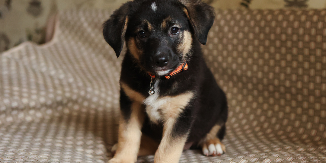 Статья для тех, кто уже зарекся никогда не заводить себе щенка. Единорожка Нюша