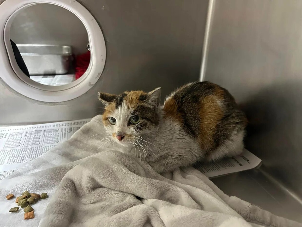 Фото: Companion Animal Care and Control