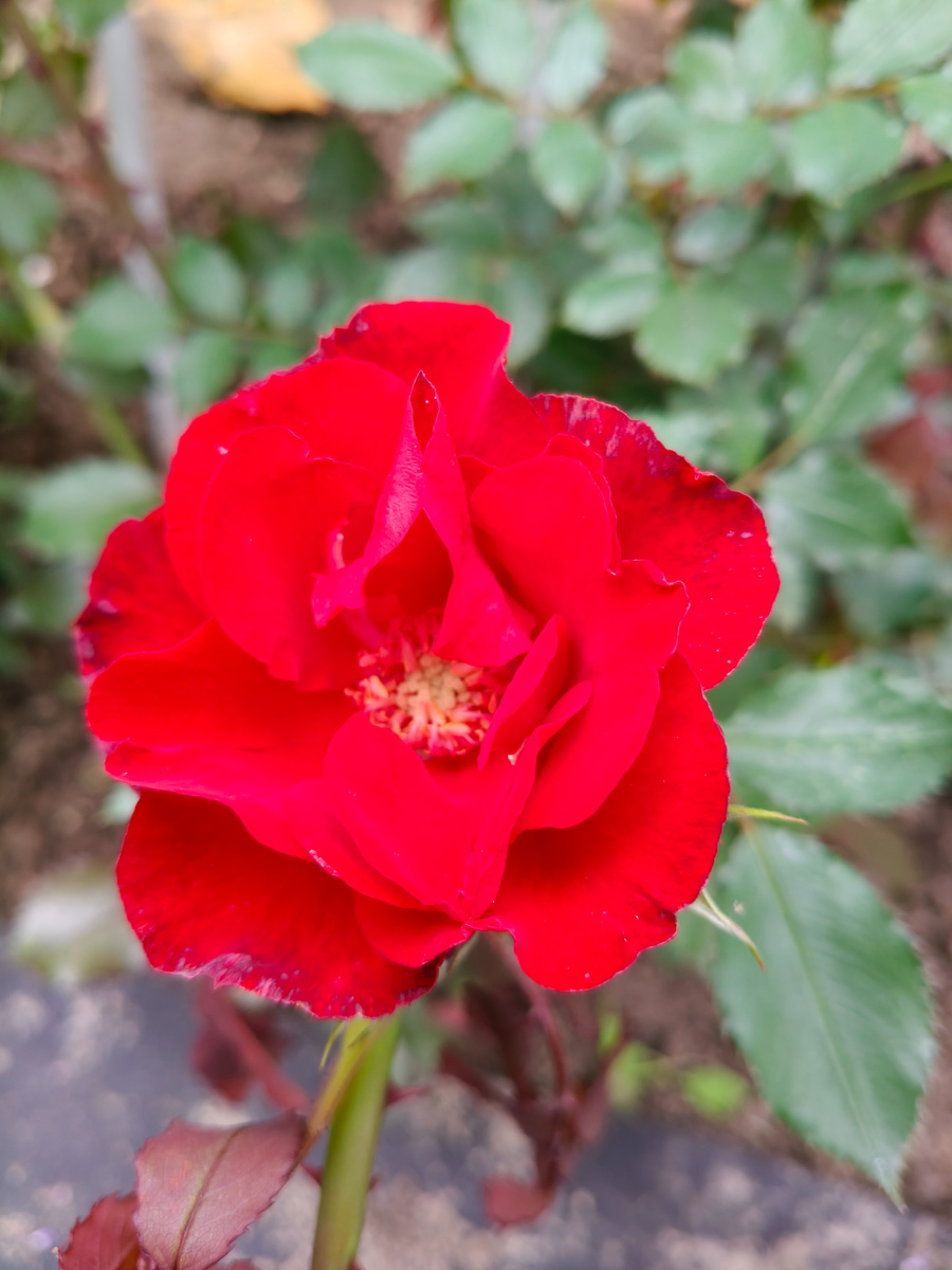 Как такой красавчик может разочаровать? 