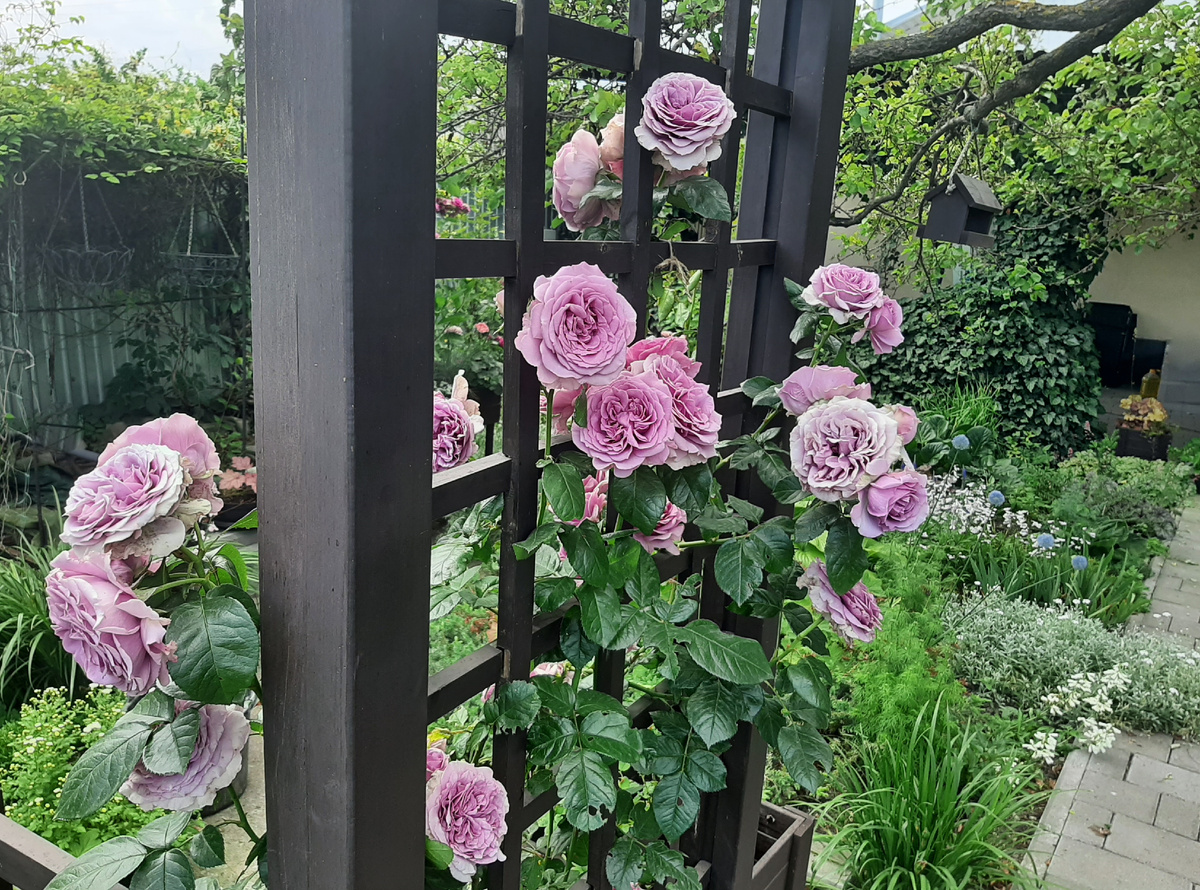 Вид с внутренней стороны арки 2 фото