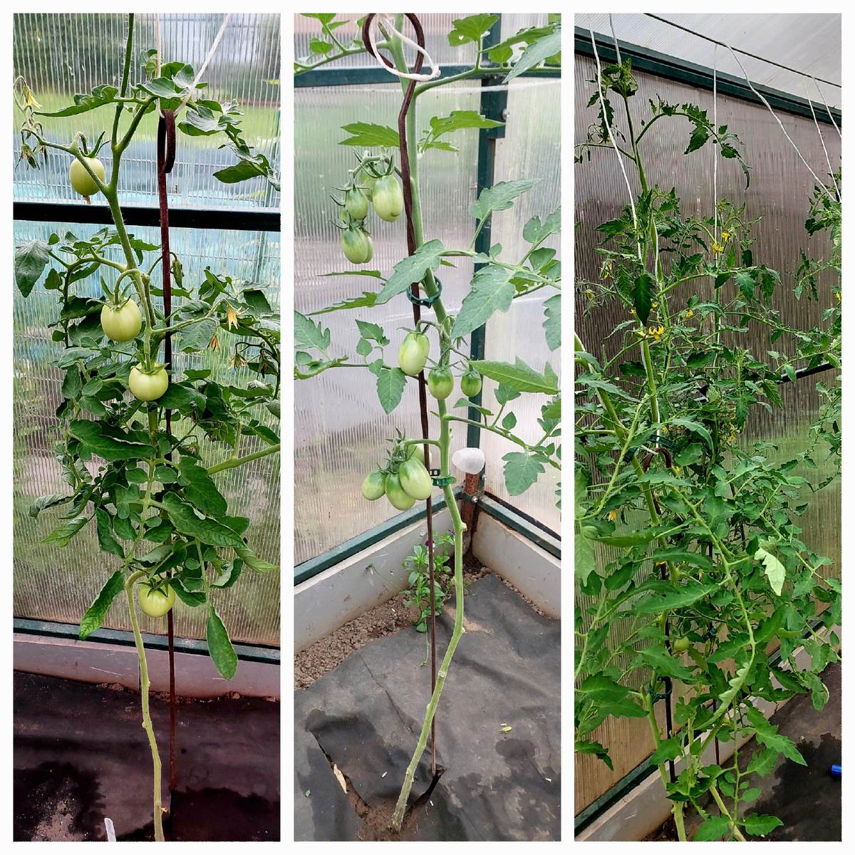 Налив, Дракон и крупноплодные.