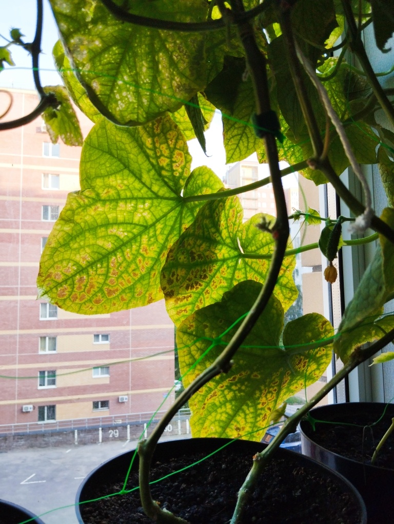 Хороших листьев уже не осталось. Даже на молодых растениях все попортились.