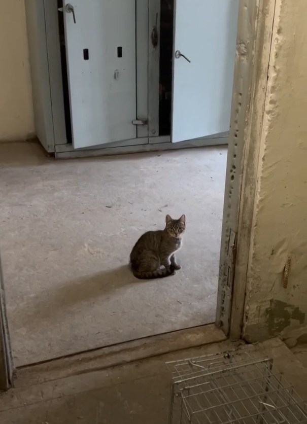 Вот такой была Зоя в 2024 году, когда родила котят в подвале рядом со щитовой.