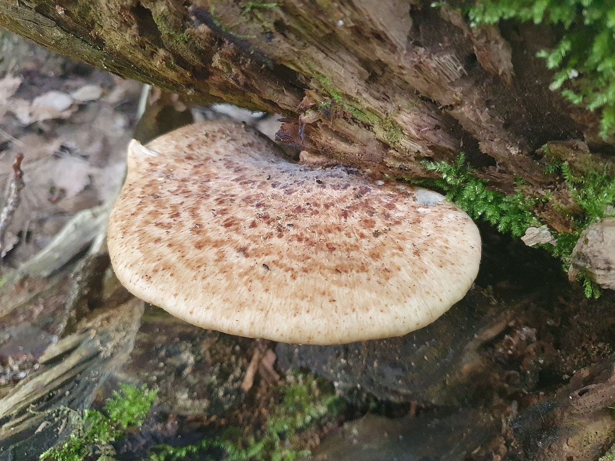 Трутовик чешуйчатый (Cerioporus squamosus)