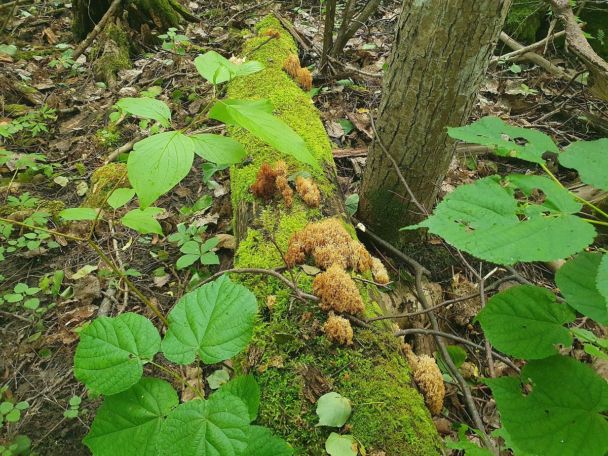 Клавикорона крыночковидная (Artomyces pyxidatus)