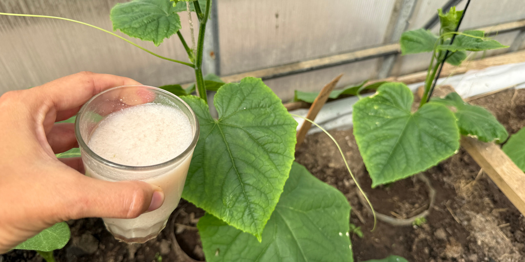 Пол литра под корень и огурцы растут и плодоносят, как сумасшедшие. Сразу три натуральные подкормки