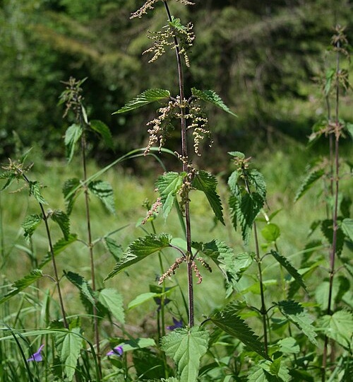 Крапива / Удивительное растение с многовековой историей использования