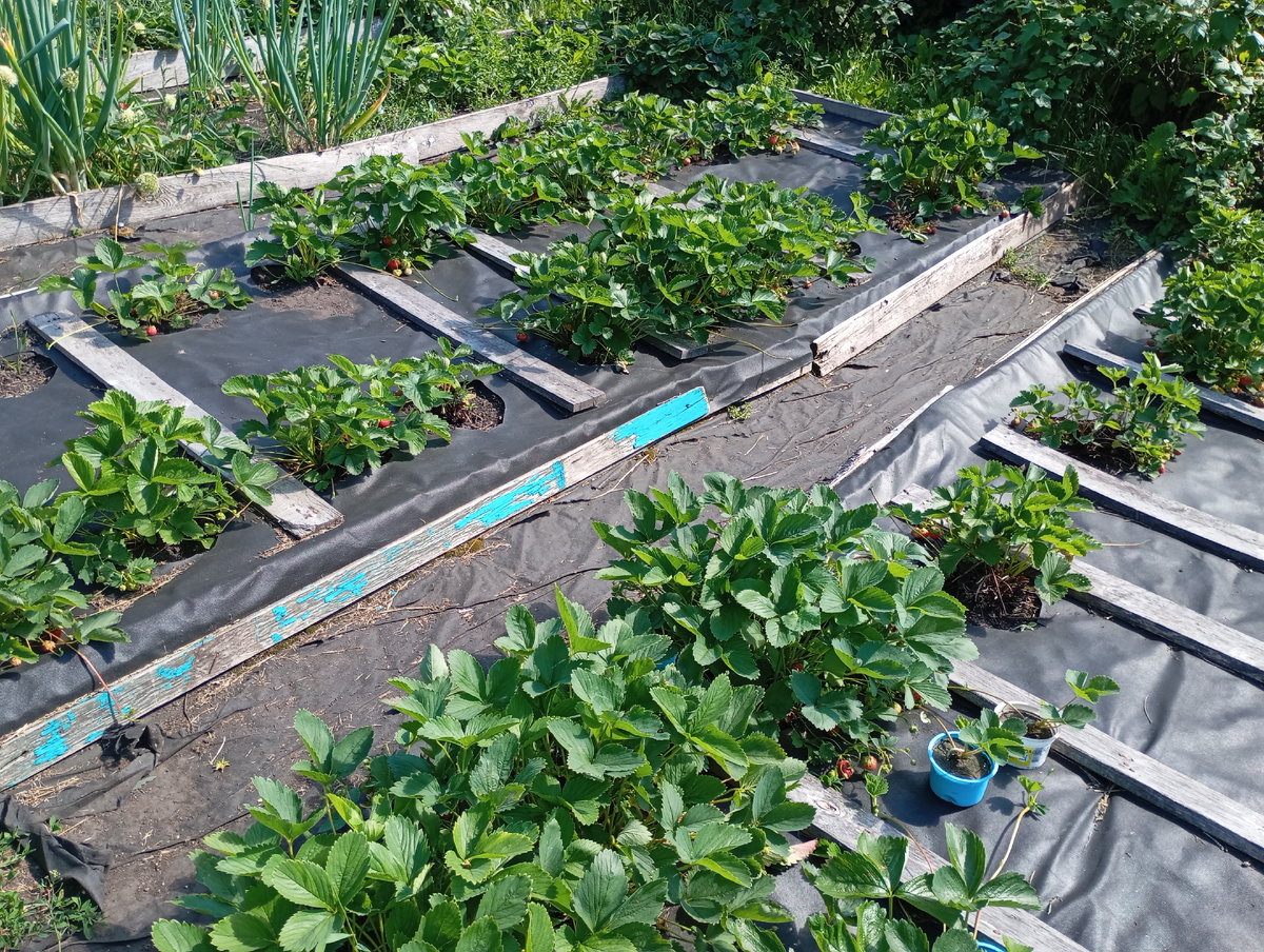 Мои клубничные грядки фото автора.