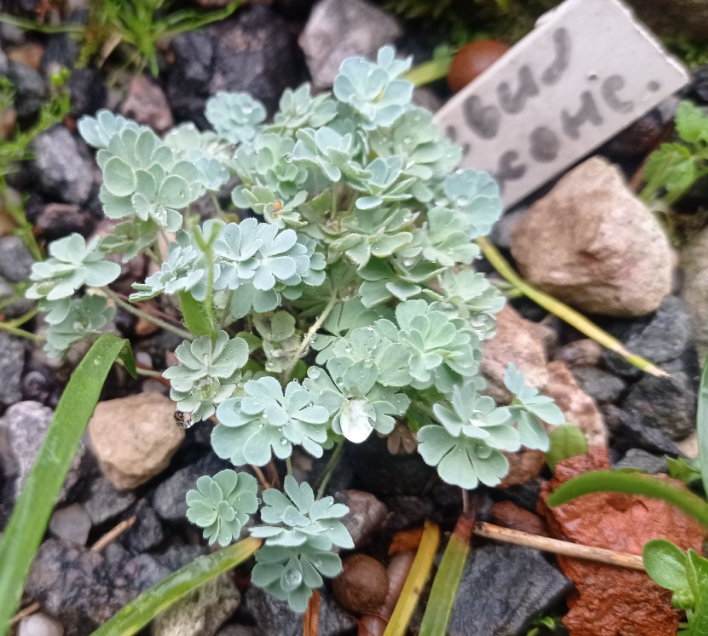 Аквилегия Джоунса, меньше спичечного коробка