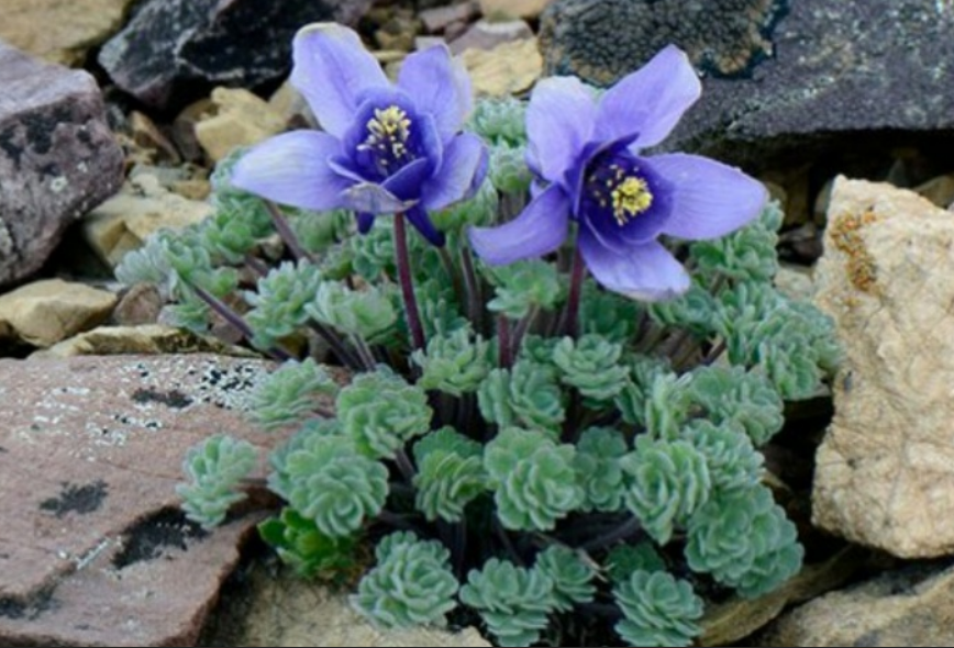 из открытых источников