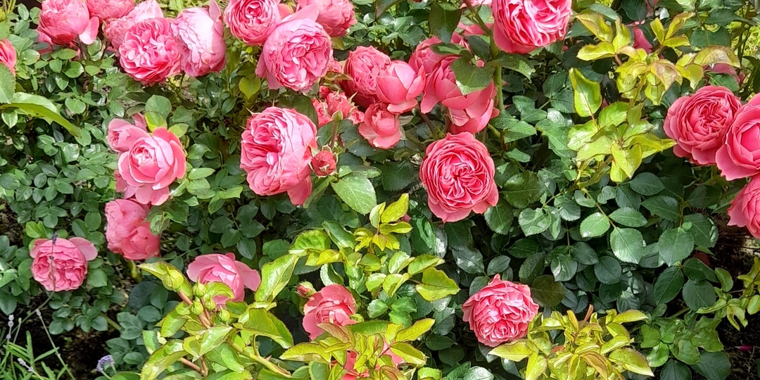 Немного розовой красоты к празднику