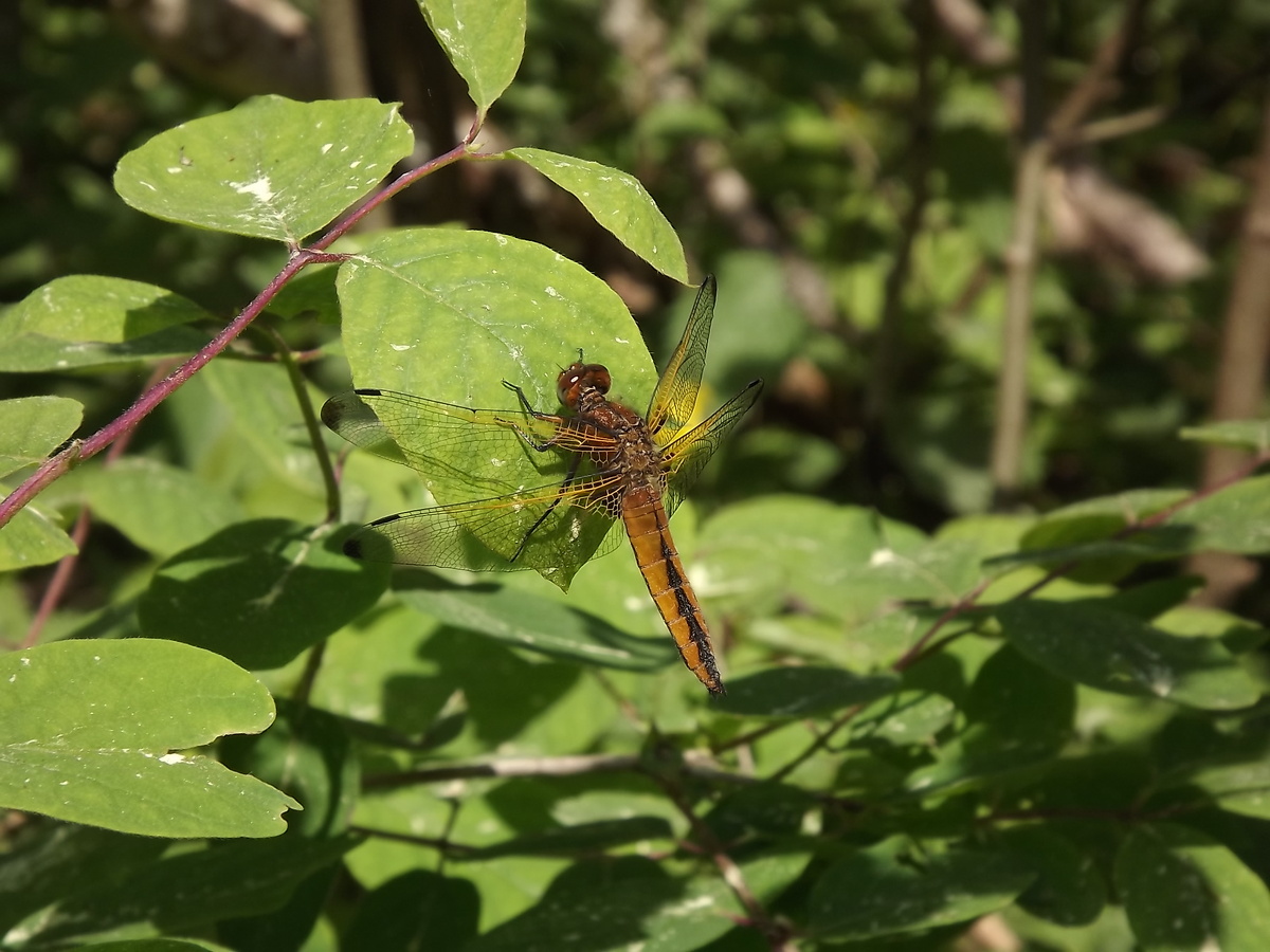 Молодой самец стрекозы рыжей на реке Великой. 1 июня 2025