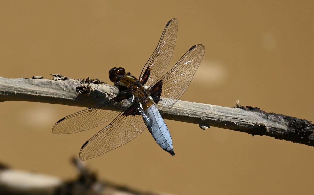 Плоская стрекоза, самец, Лемболово, 15.06.25 Фото А. Морозевича.
