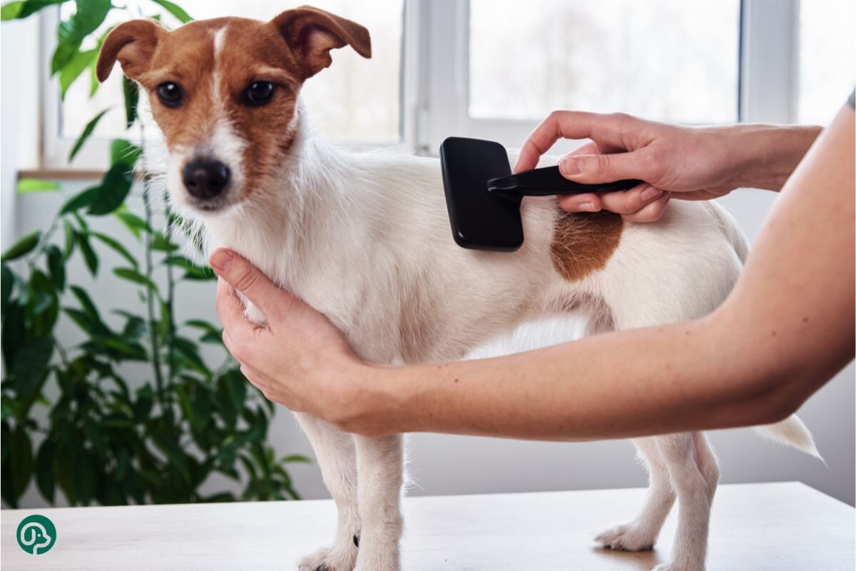 Расчёсывание собаки 