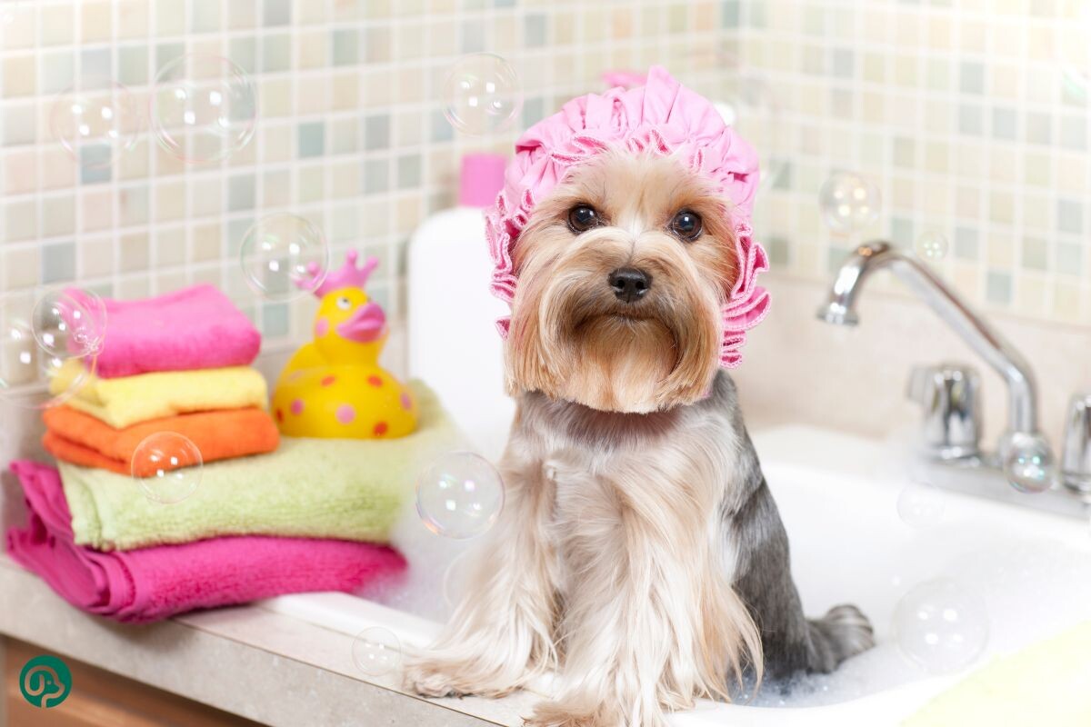 Купание собаки 