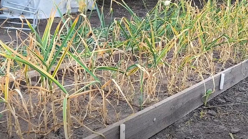 Правильные признаки готовности - желтая треть нижних листьев и головка диаметром 3-4 см. 