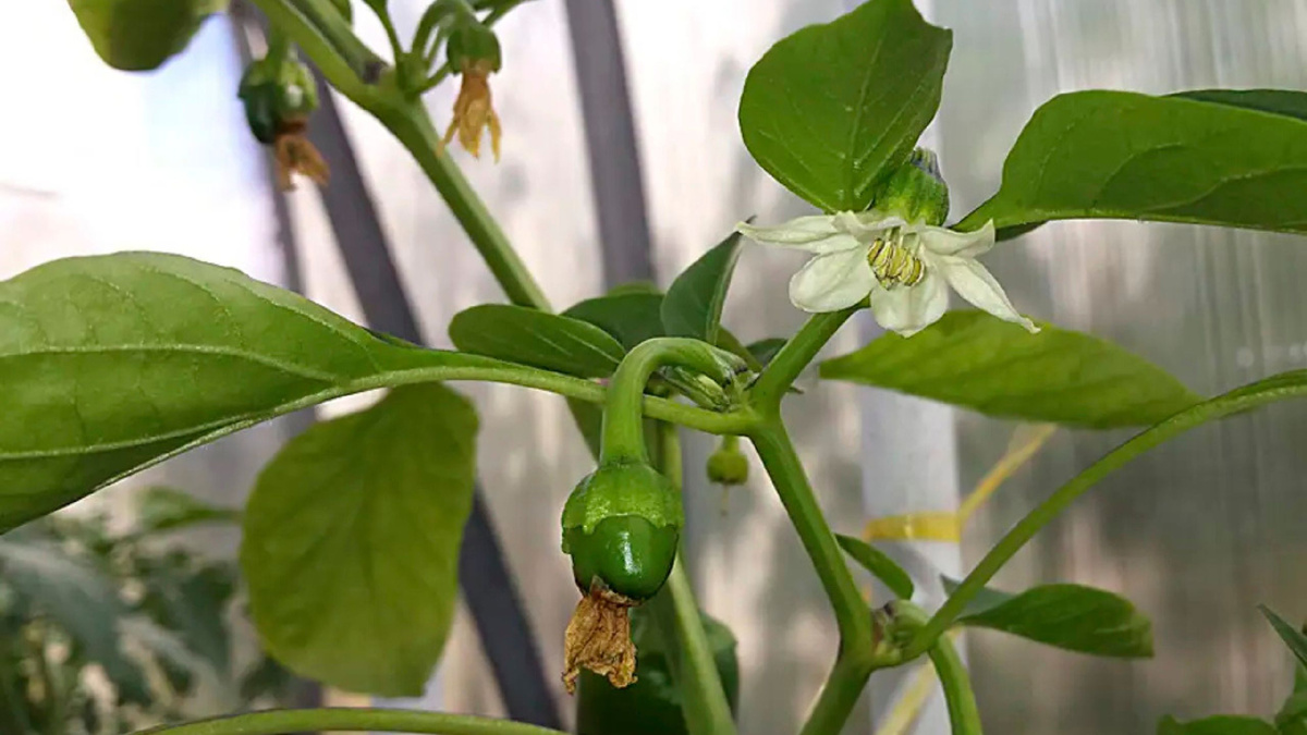 Яндекс картинки