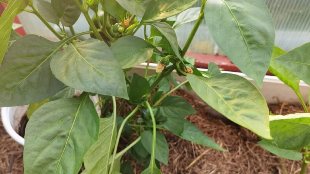 Яндекс картинки