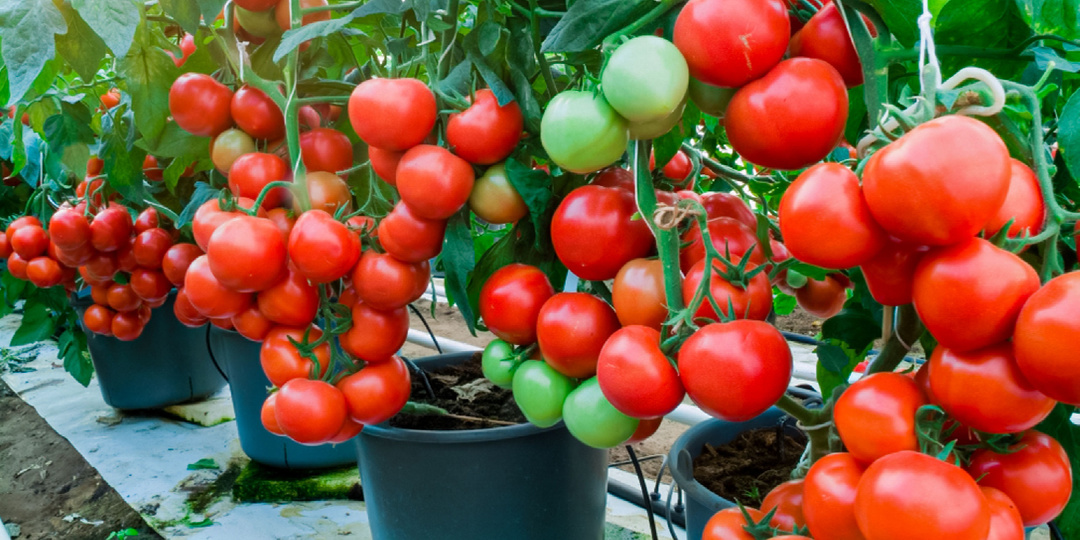 Как ускорить созревание томатов: полезные советы и рекомендации