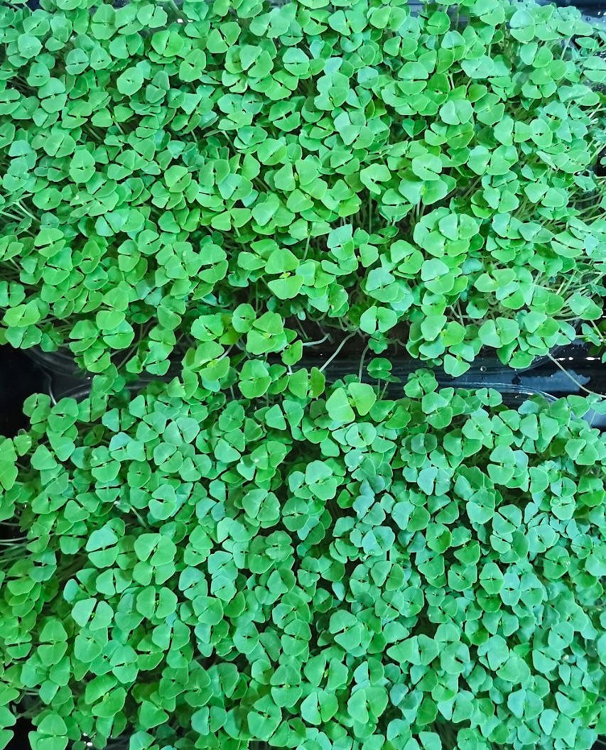 Микрозелень чиа. 