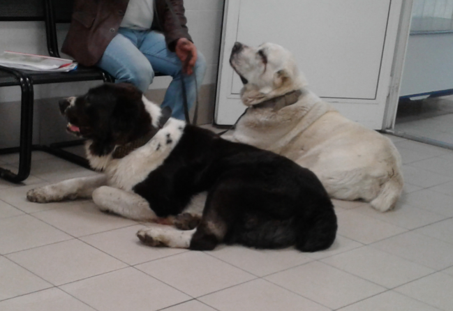 Пациенты Горветстанции