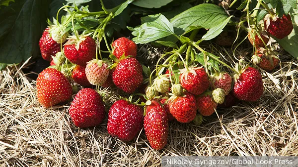 @ Nikolay Gyngazov/Global Look Press. Tекст: Ольга Никитина