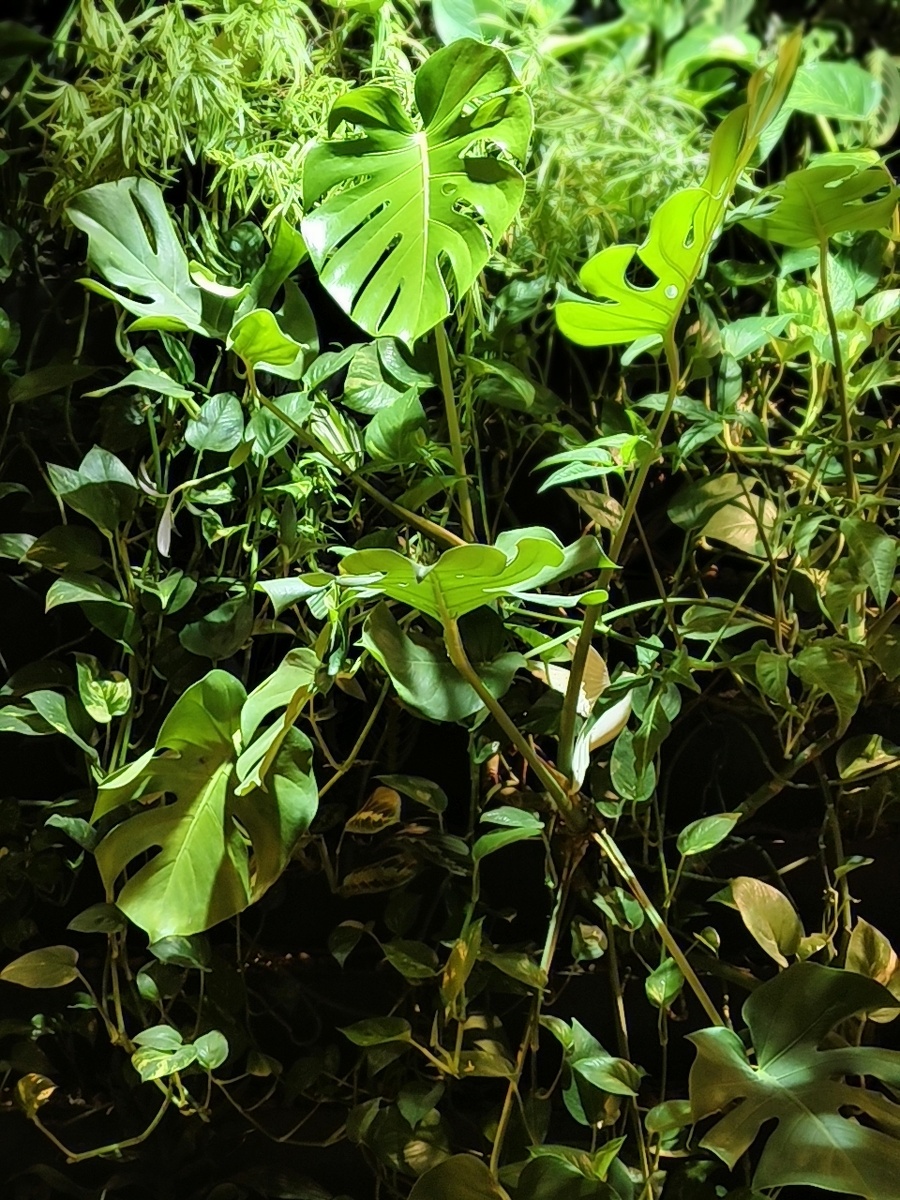 Стена из живых растений на ресепшене