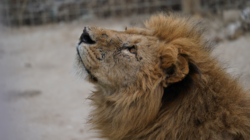    Фото: ИЗВЕСТИЯ/Дмитрий Коротаев