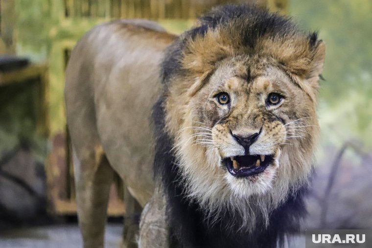    Львы набросились на владельца парка «Тайган»