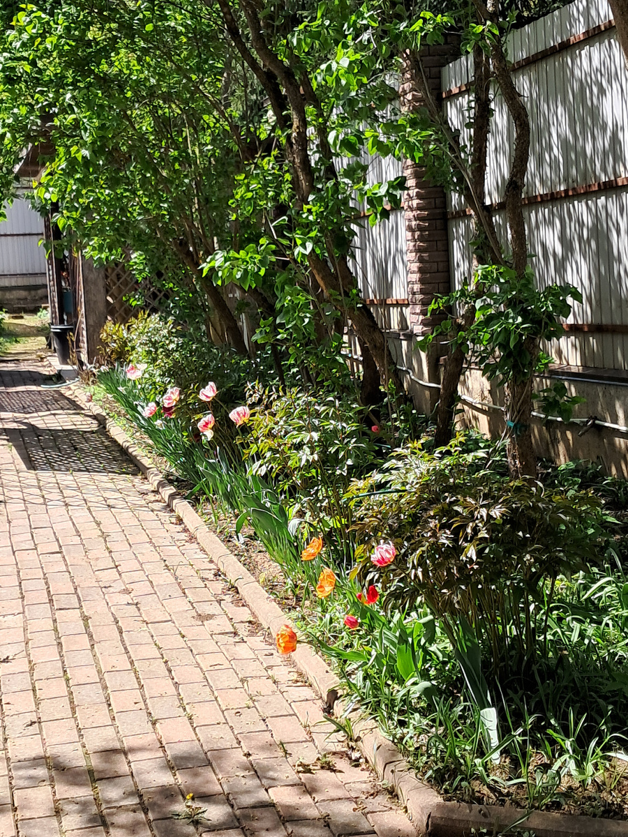 В аллее сирени