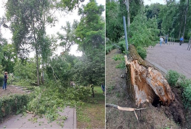 Упавшее дерево в Центральном парке