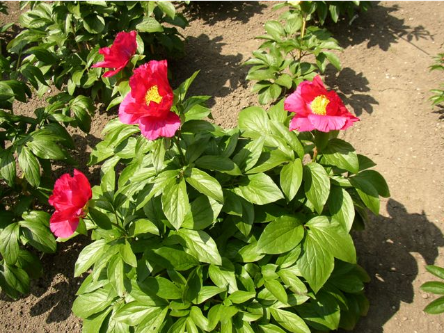 Liboria Maass в питомнике Фокнера