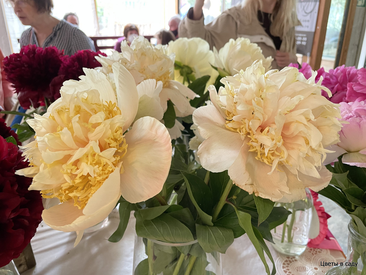 Qutizin из коллекции Шолтена на выставке в Аптекарском огороде