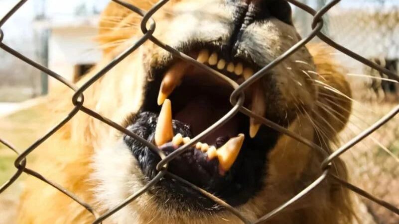    Фото: NZ3/Shutterstock/Fotodom