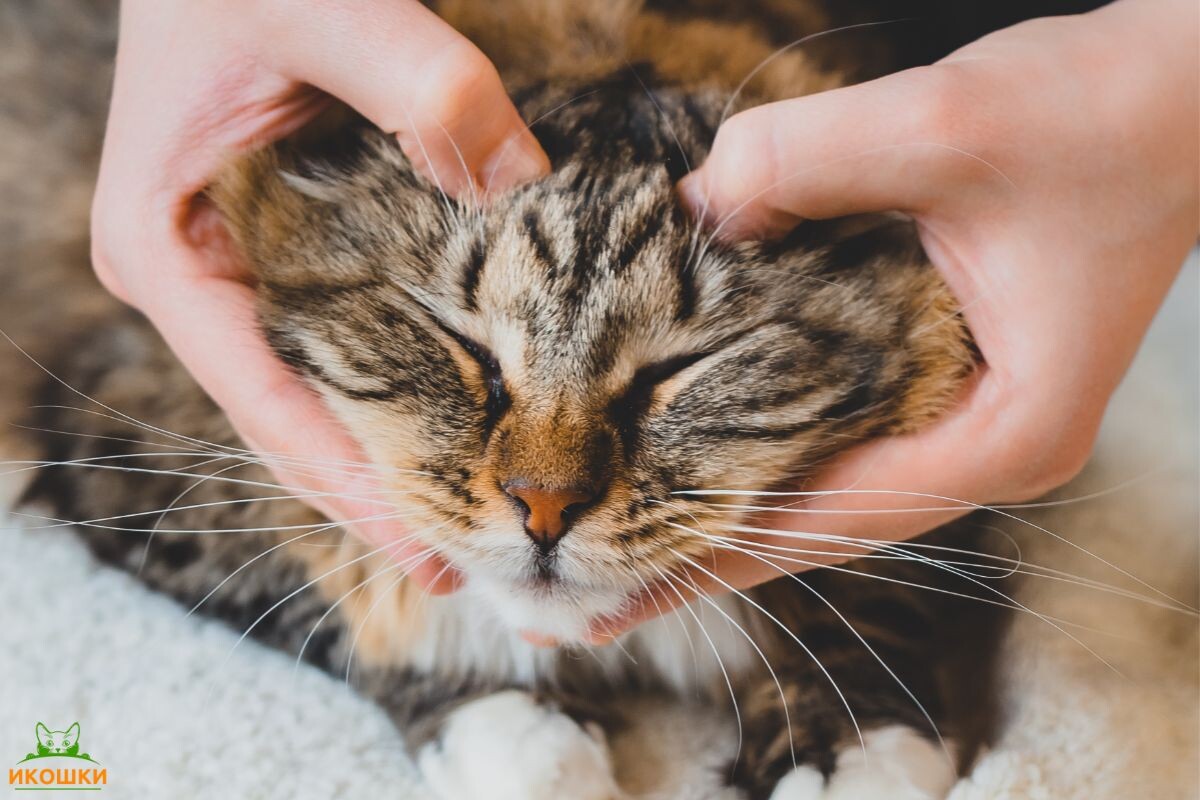 Как сделать массаж коту