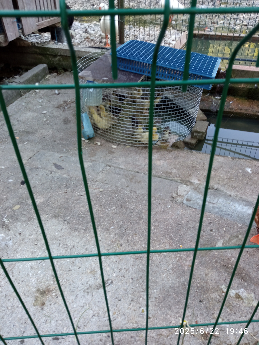 Фото автора, утята