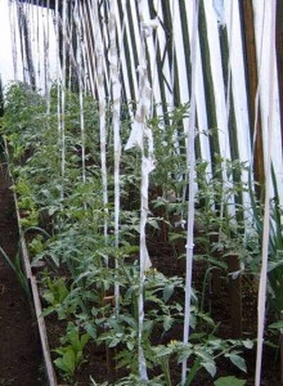 помидоры в теплице подвязка