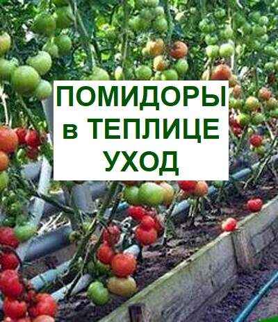 уход за помидорами в теплице