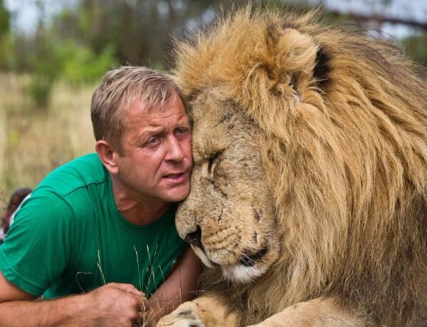 На владельца «Тайгана» напали львы, которые в прошлом году загрызли сотрудницу парка