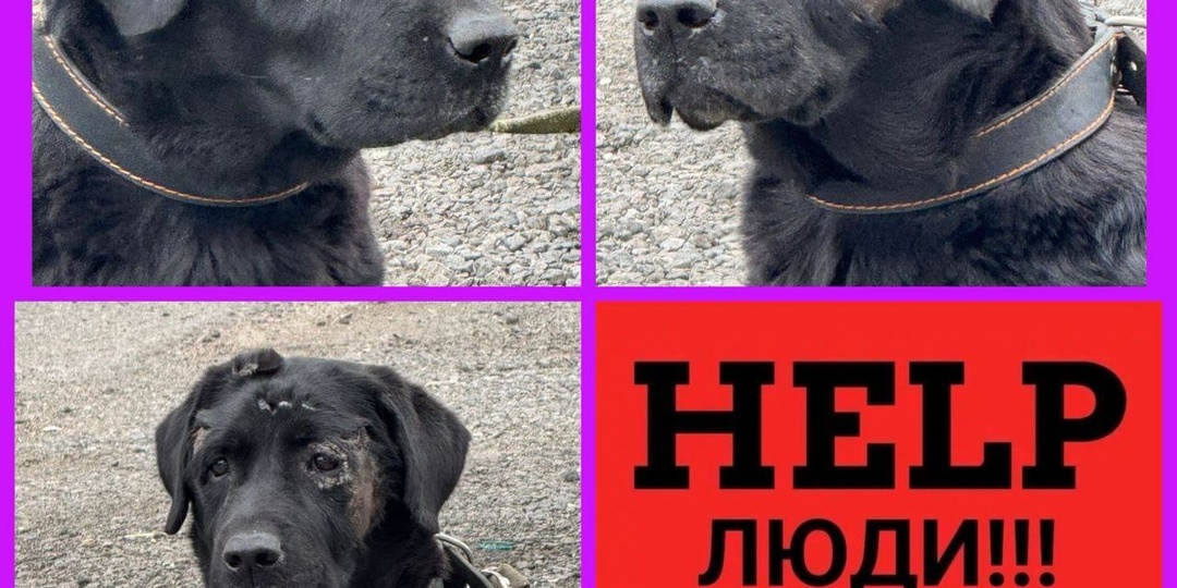 Лабрадор в ужасном состоянии