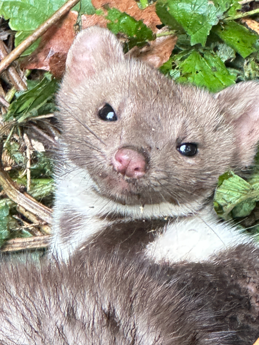 Это у меня еще один портрет мой злодейки.