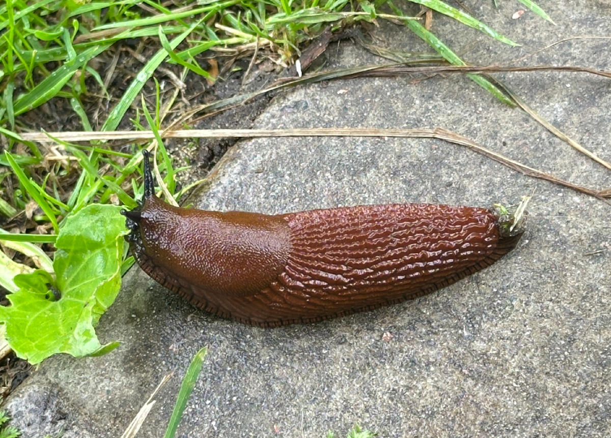 Сегодняшний.