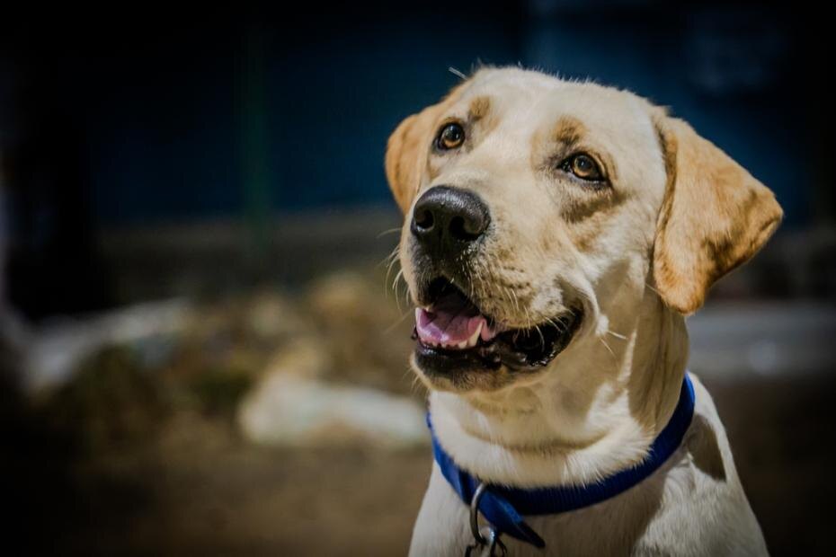    Shutterstock/FOTODOM