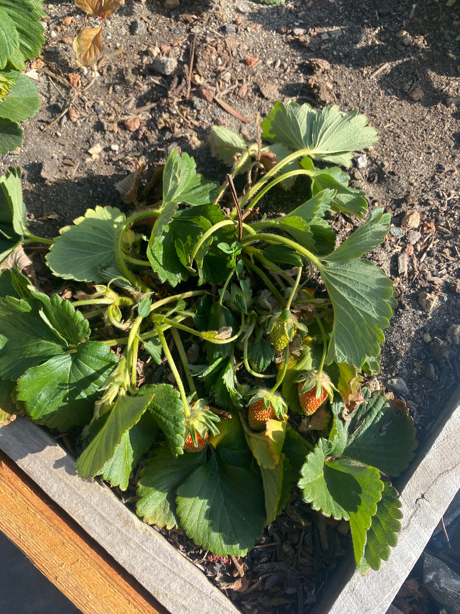 Вялые листья клубники — сигнал к поливу